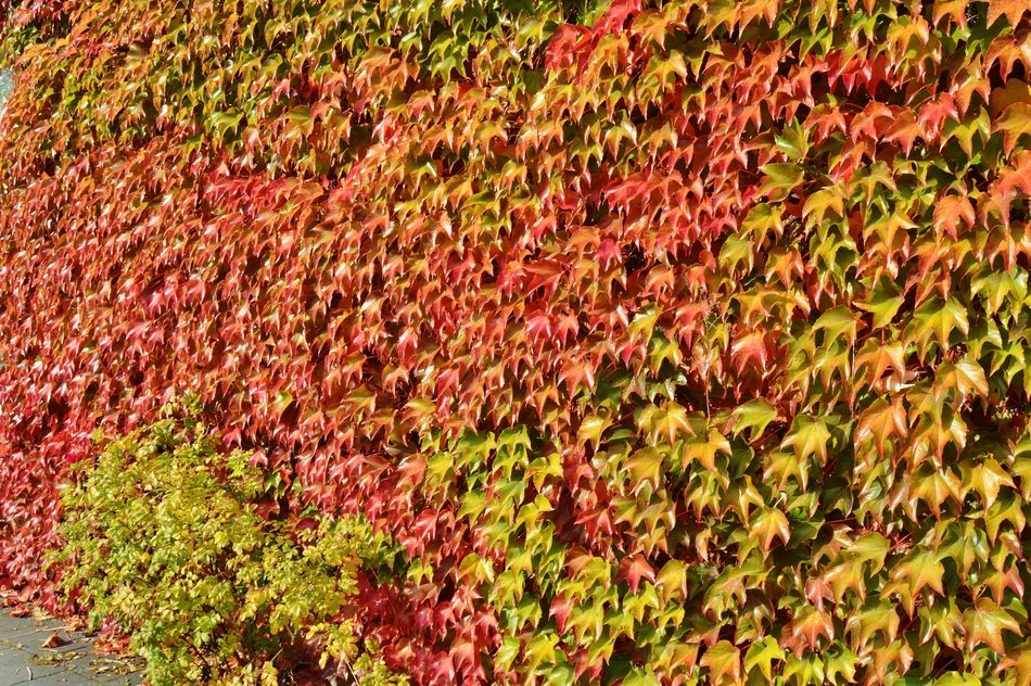 october colorful vine leaves