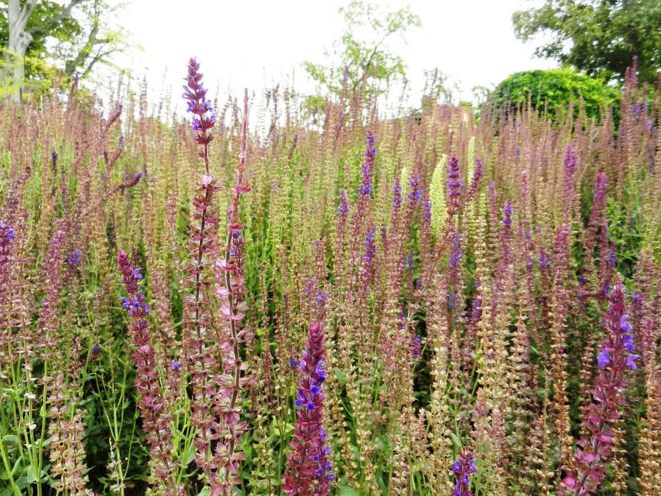 beautiful purple lavender in the field