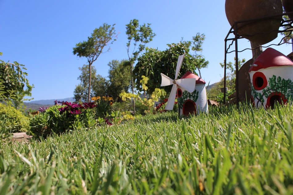 summer meadow in the scenery