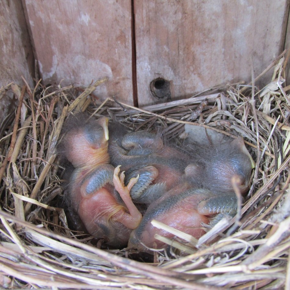 Bluebirds in the spring