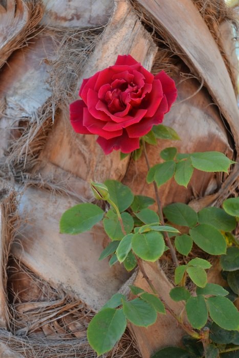 red rose near the wall