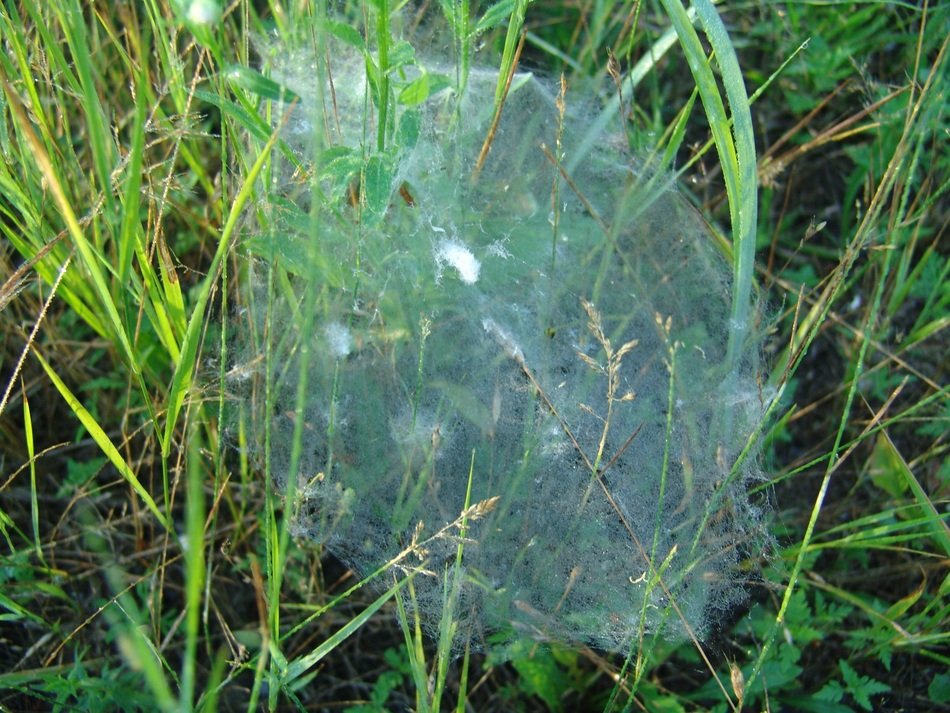 Web in green grass