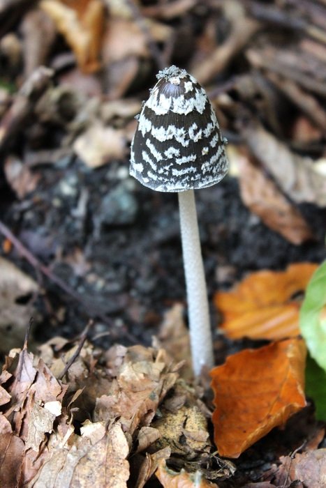black and white mushroom