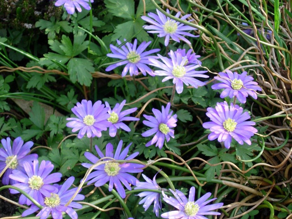 Violet anemones flowers
