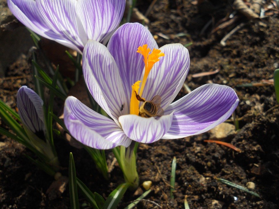 spring crocus in the garden