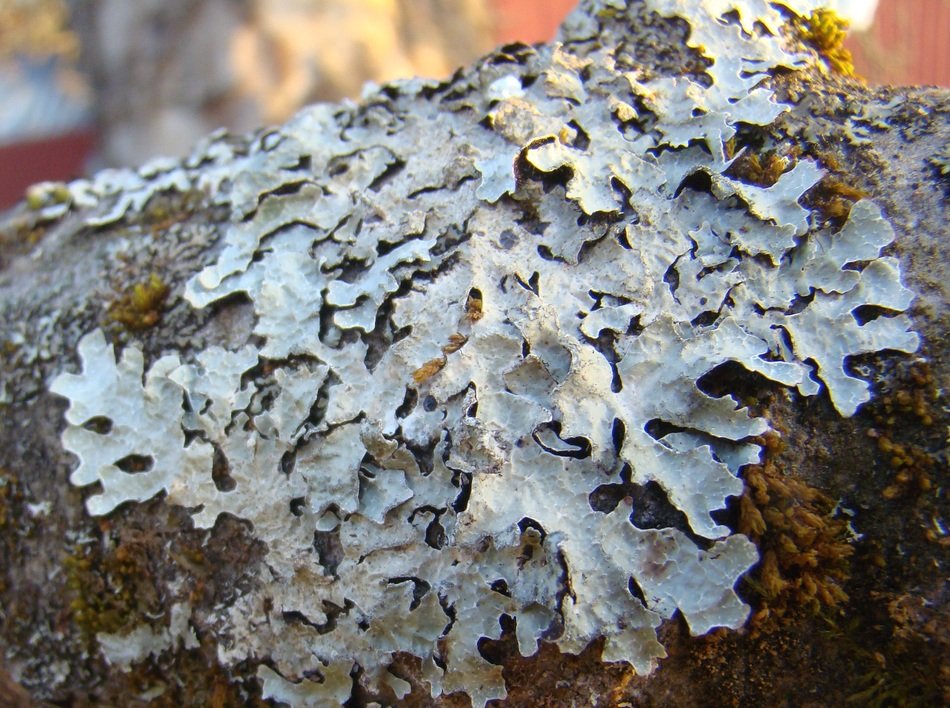 färglav mushroom