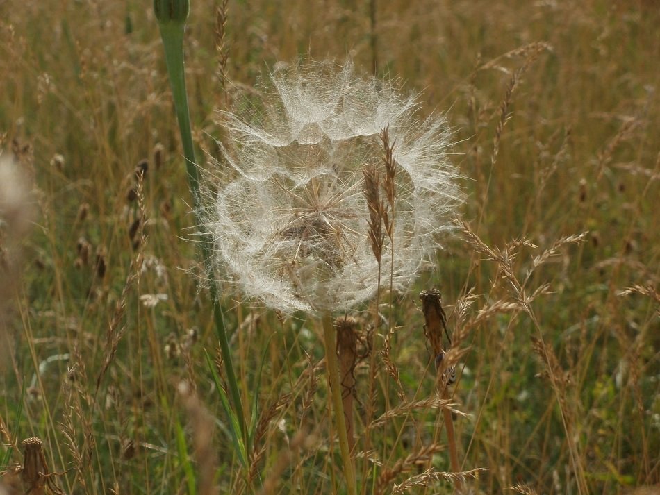 dubius yellow salsify