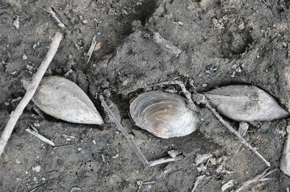 mussels on the bottom of pond