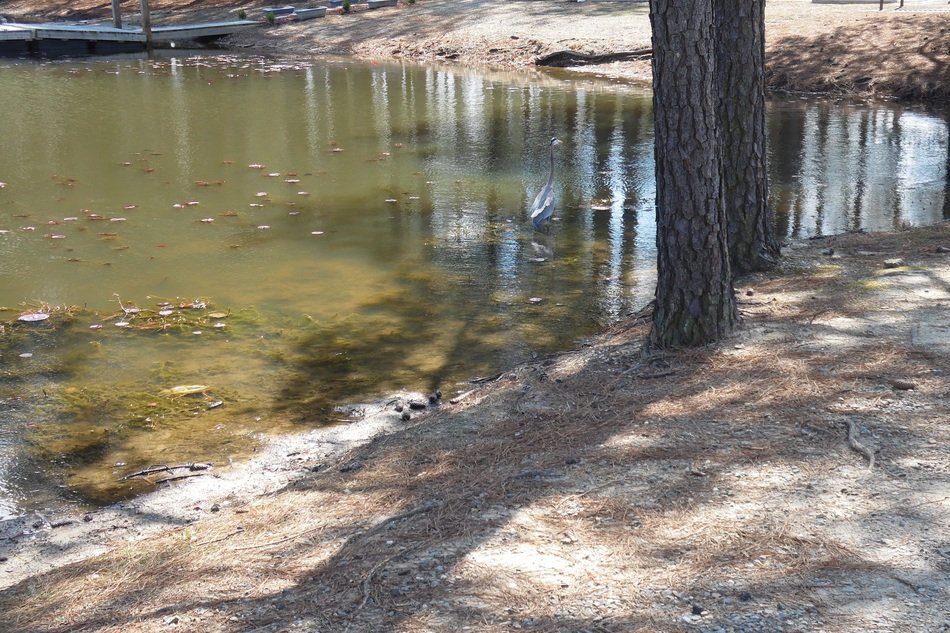 trees near water