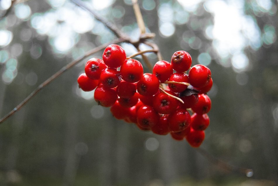 Macro photo of rowanberries