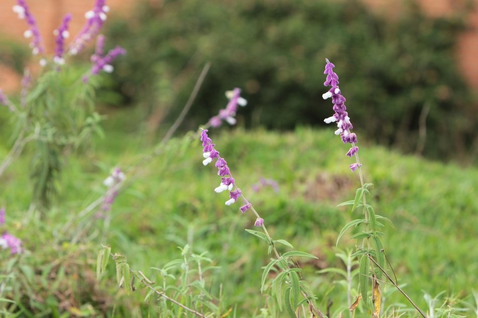beauty of purple plants in the meadow