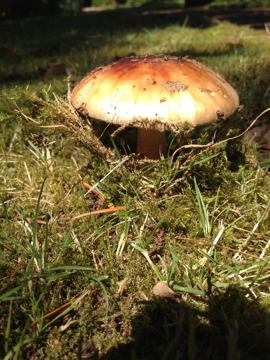 big mushroom in the forest in autumn