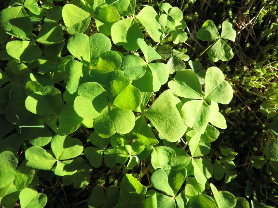 green clover under the sun in spring