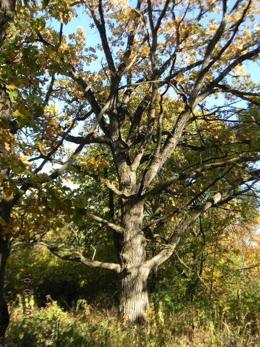 gorgeous oak trees in sunny autumn