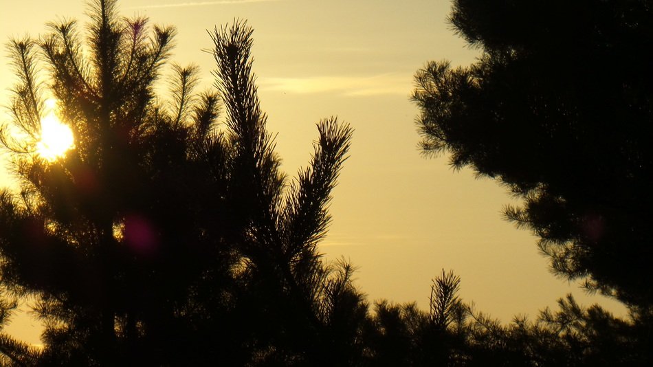 bright sunrise over the trees