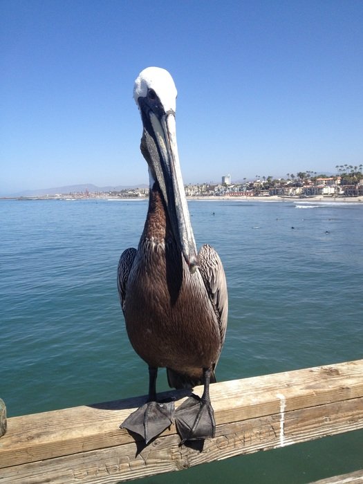 Pelican on the parapet on the ocean