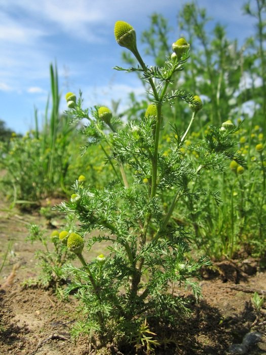 Matricaria flower free image download