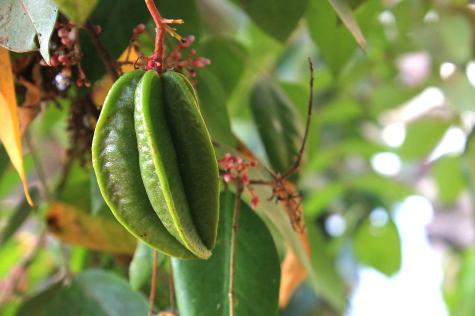 star fruit on the tree