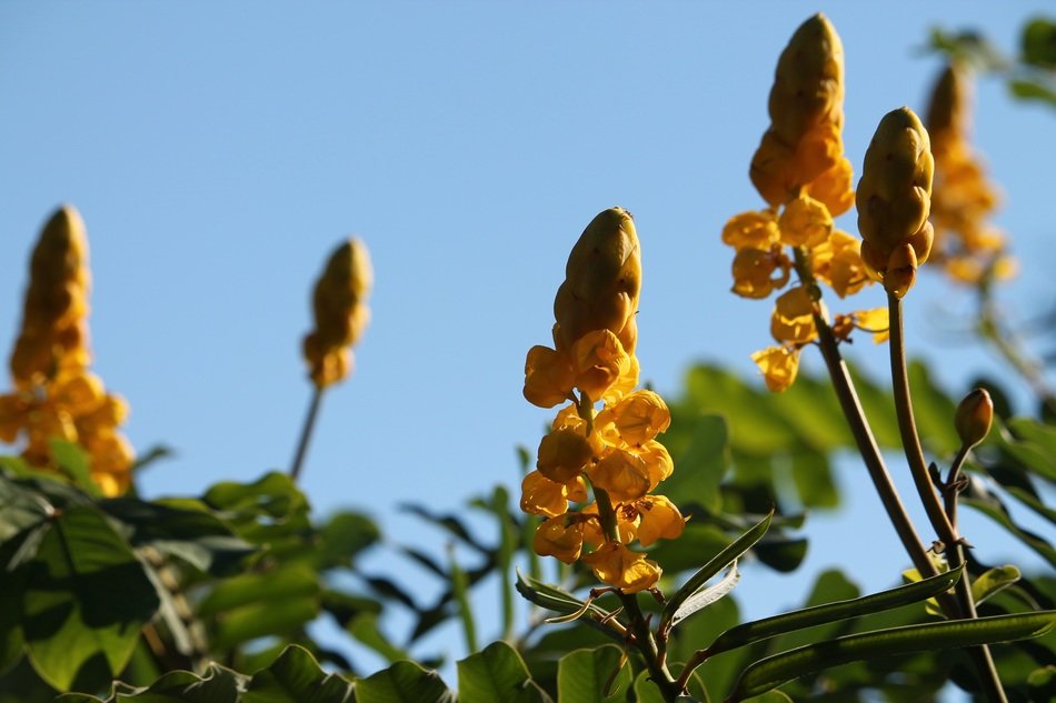 yellow candle flower on the meadow