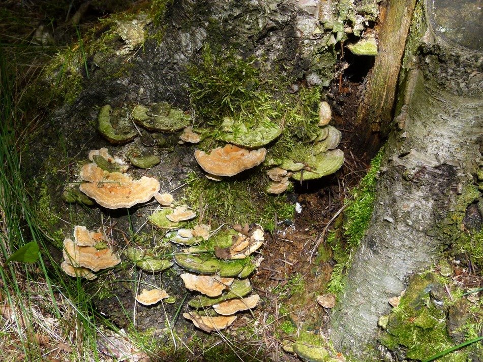 hidden mushrooms on the tree