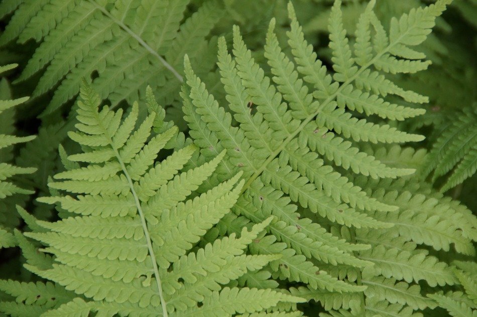 spreading fern leaves
