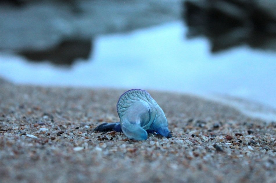 Blue jellyfish on the pebbles