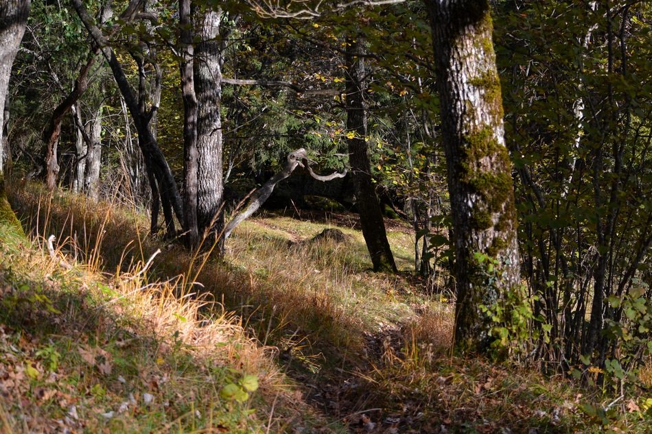 trees and bushes in the forest
