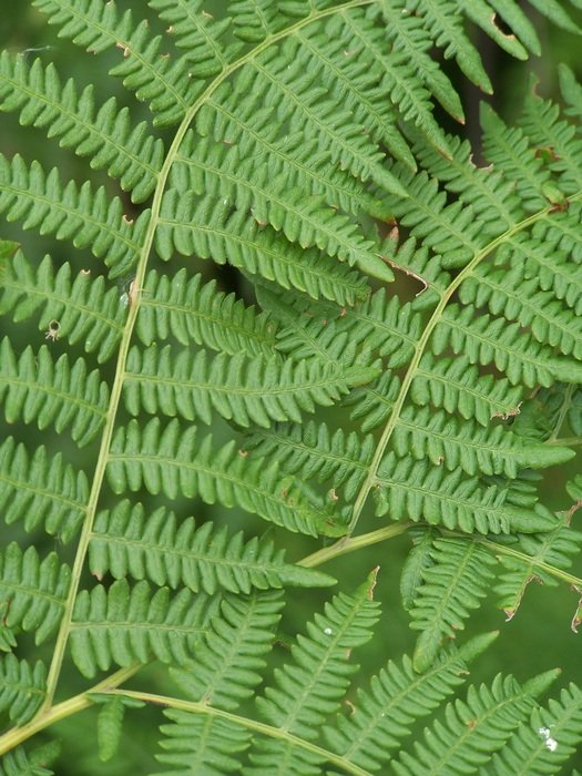 large branches of green fern close up