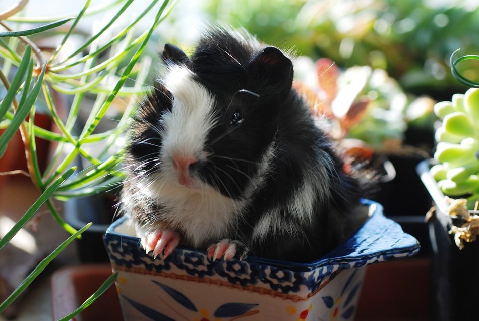 guinea pig, netherlands