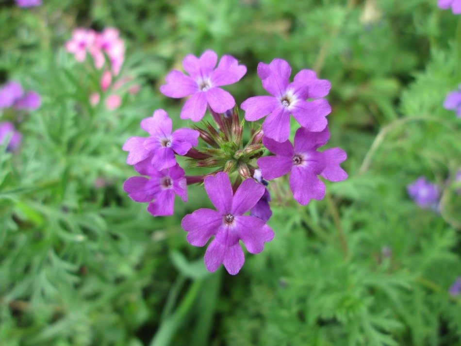 purple flowers close-up shot