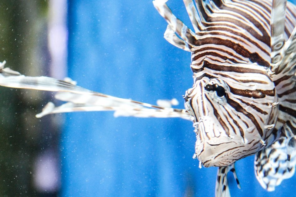 portrait of striped coral fish