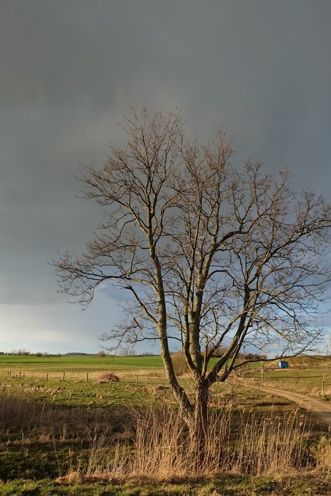 tree against the dark cloudy sky