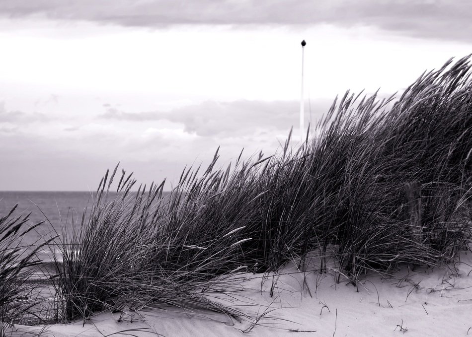 grass on the sand coast