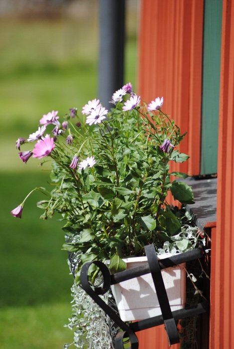 summer flowers in the pot outside