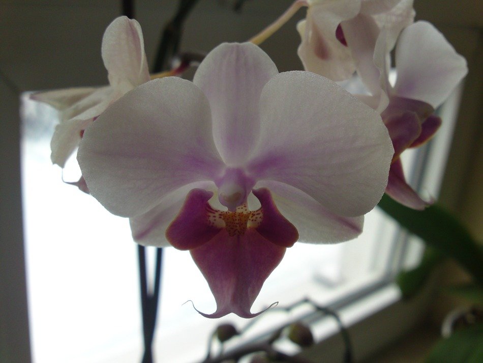 white orchid flowers on the window