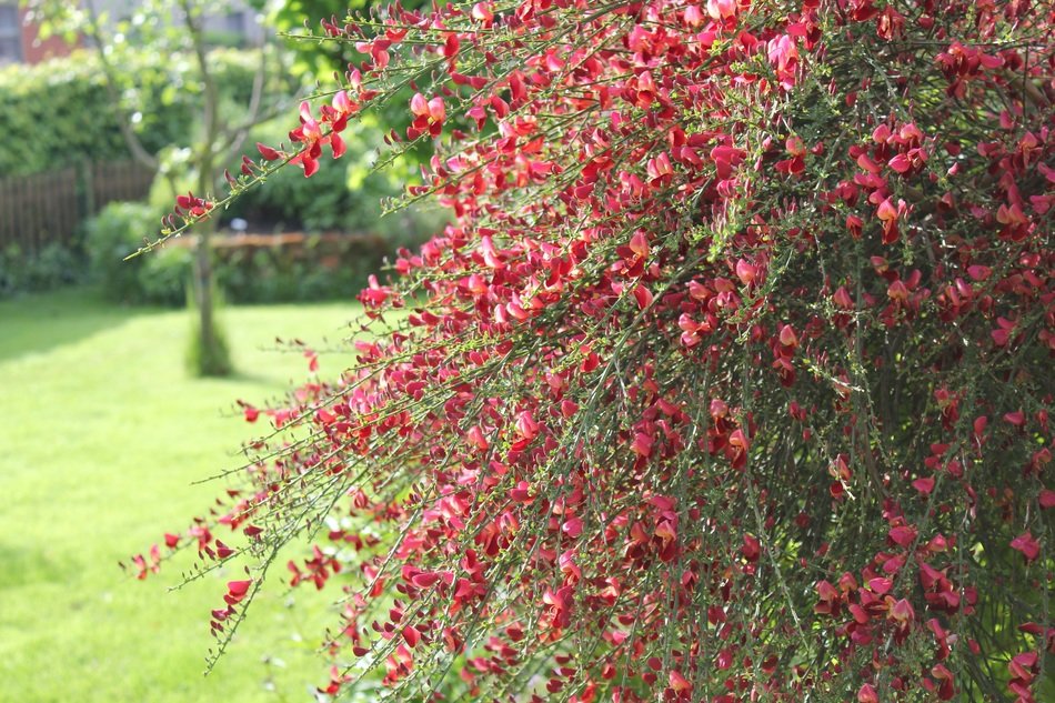 Broom of the red flowers