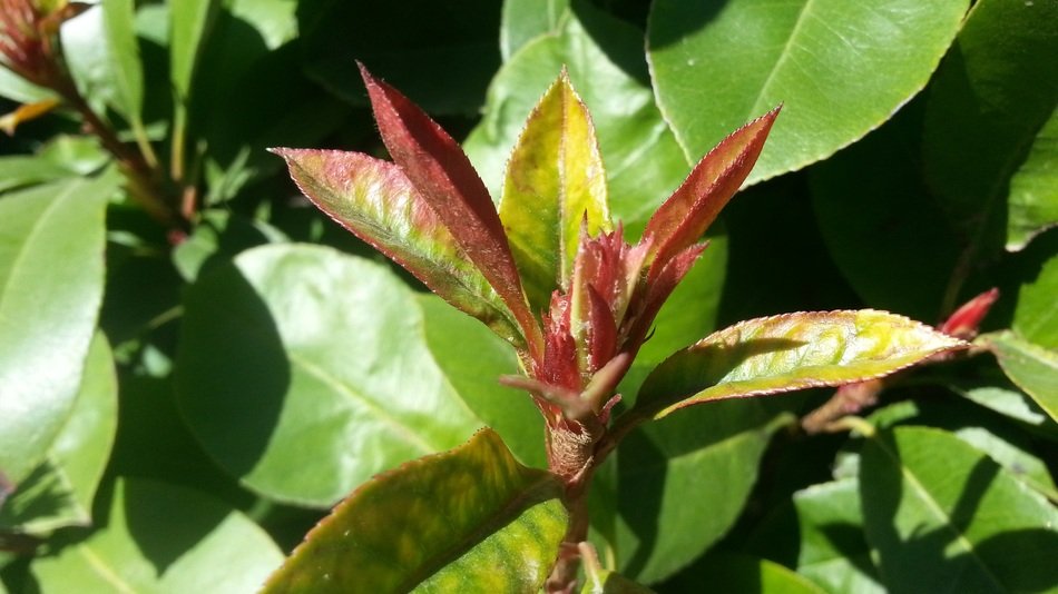 green garden plant in the sunlight close up