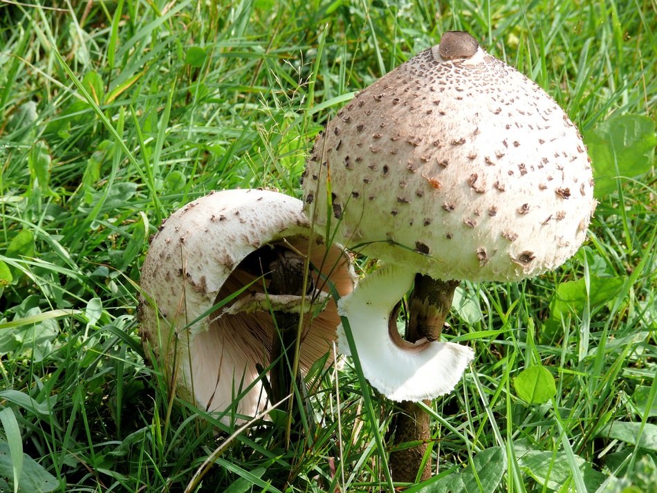 two light mushrooms on green grass