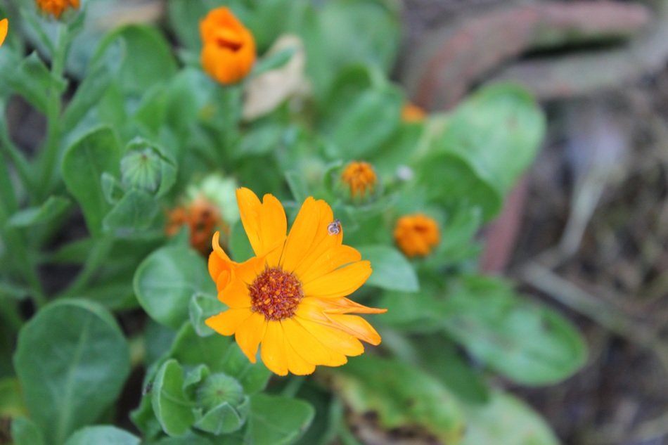lovely orange flowers in the garden