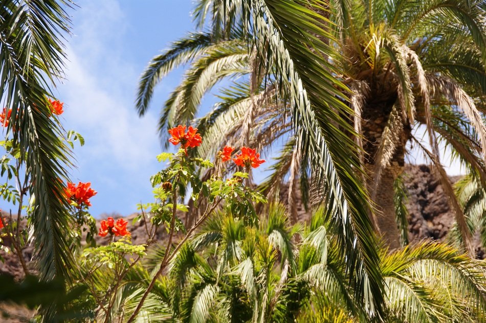 holidays view plant