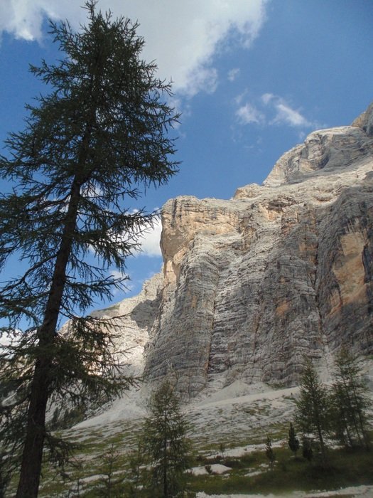 tall tree at cliff, italy, alto-adige