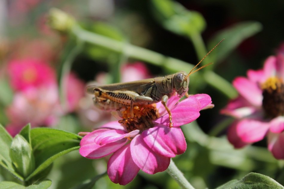 grasshopper and flower
