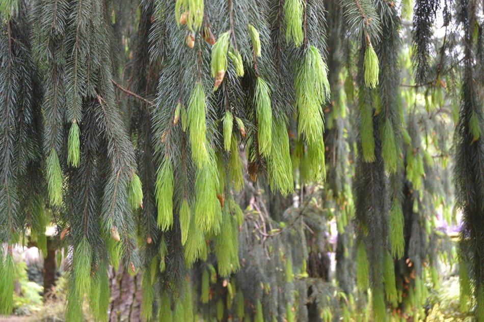 young branches on a pine