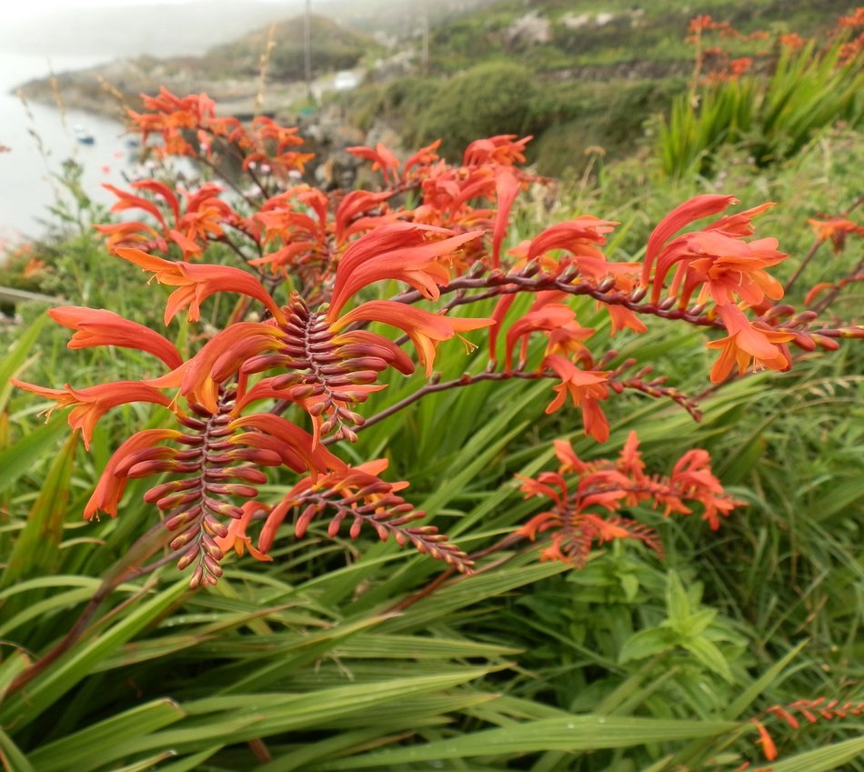 orange flowers by the sea