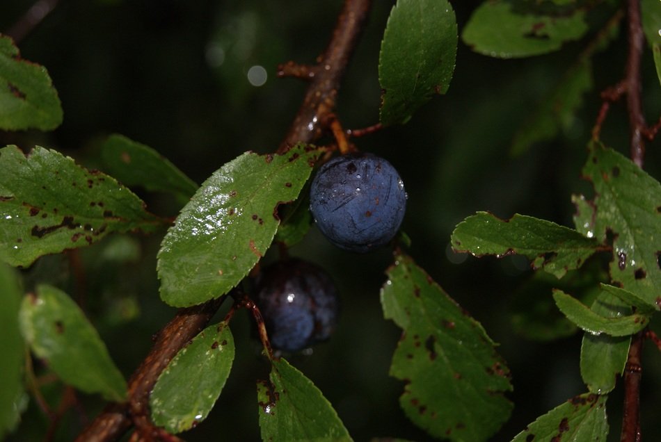 wet blackthorn branches with fruits