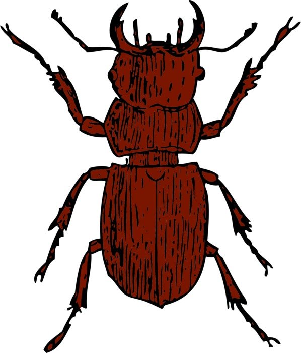 unusually beautiful beetle drawing