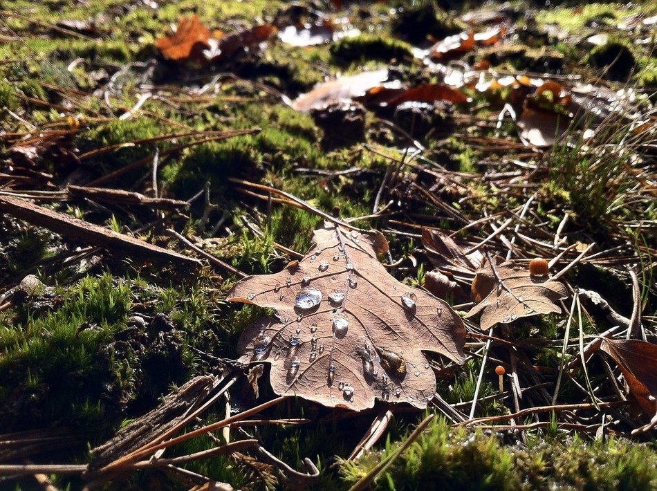 dried leaves on the ground in the forest