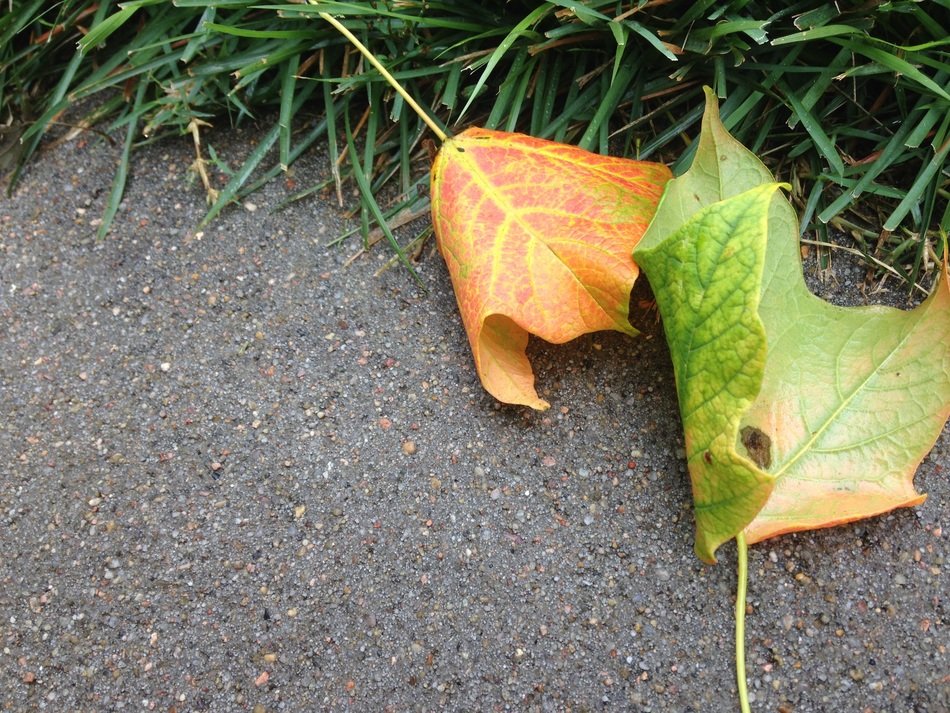 Orange and green leaves