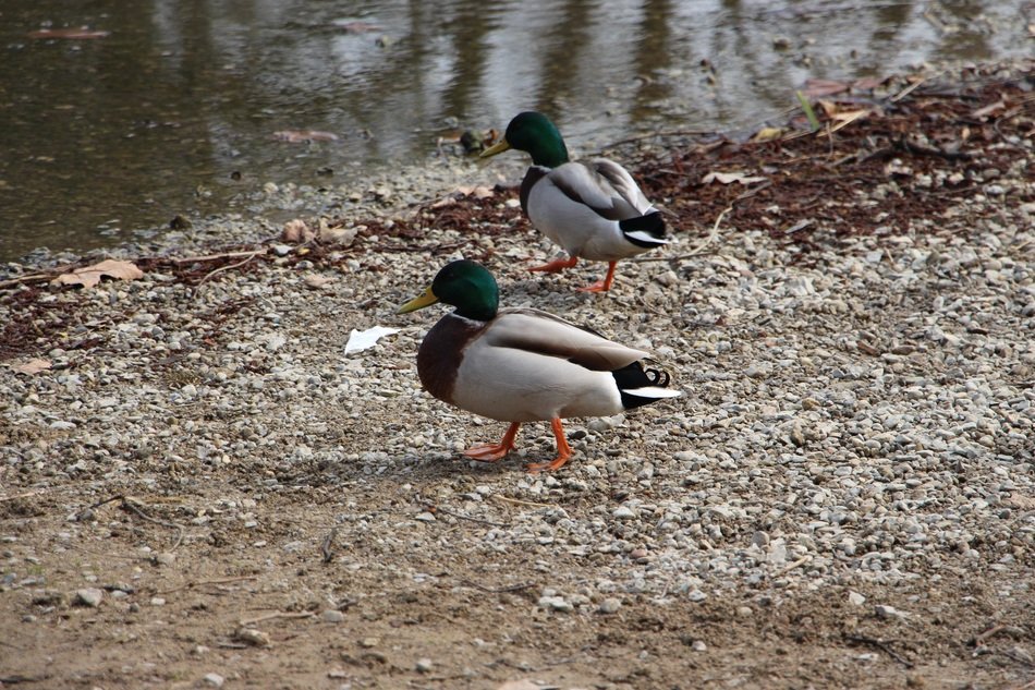 Beautiful and colorful ducks near the river