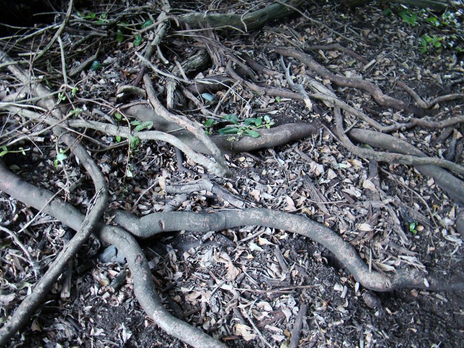 labyrinthine roots of the tree